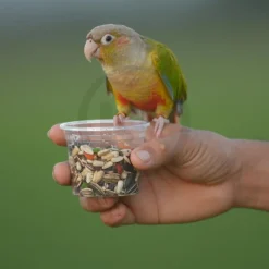 Kaytee Fiesta Conure Food 4.5-lb