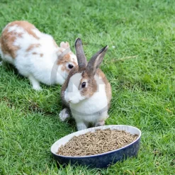 Kaytee Fiesta Rabbit Food 3.5-lb