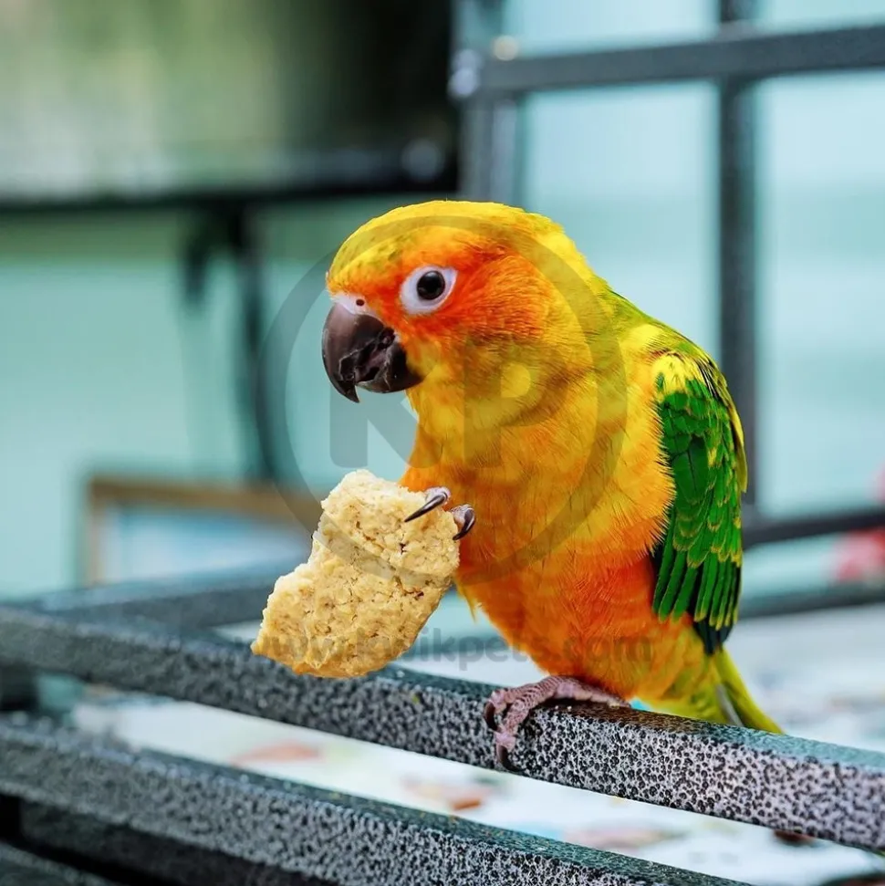 Kaytee Honey Flavor Treat Stick for Parakeet 7-oz
