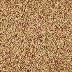Kaytee Oat Groats Treat for All Pet Birds 11-oz