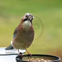 Kaytee Positively Peanut High Energy Wild Birds Mini Suet 11-oz