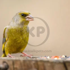 Kaytee Songbird Treat Jar for Canary & Finch 9-oz