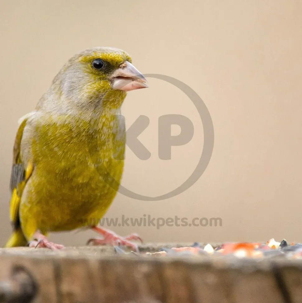 Kaytee Songbird Treat Jar for Canary & Finch 9-oz