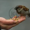 Kaytee Supreme Canary & Finch Bird Food 2-lb