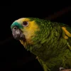 Kaytee Supreme Parrot Food 5-lb