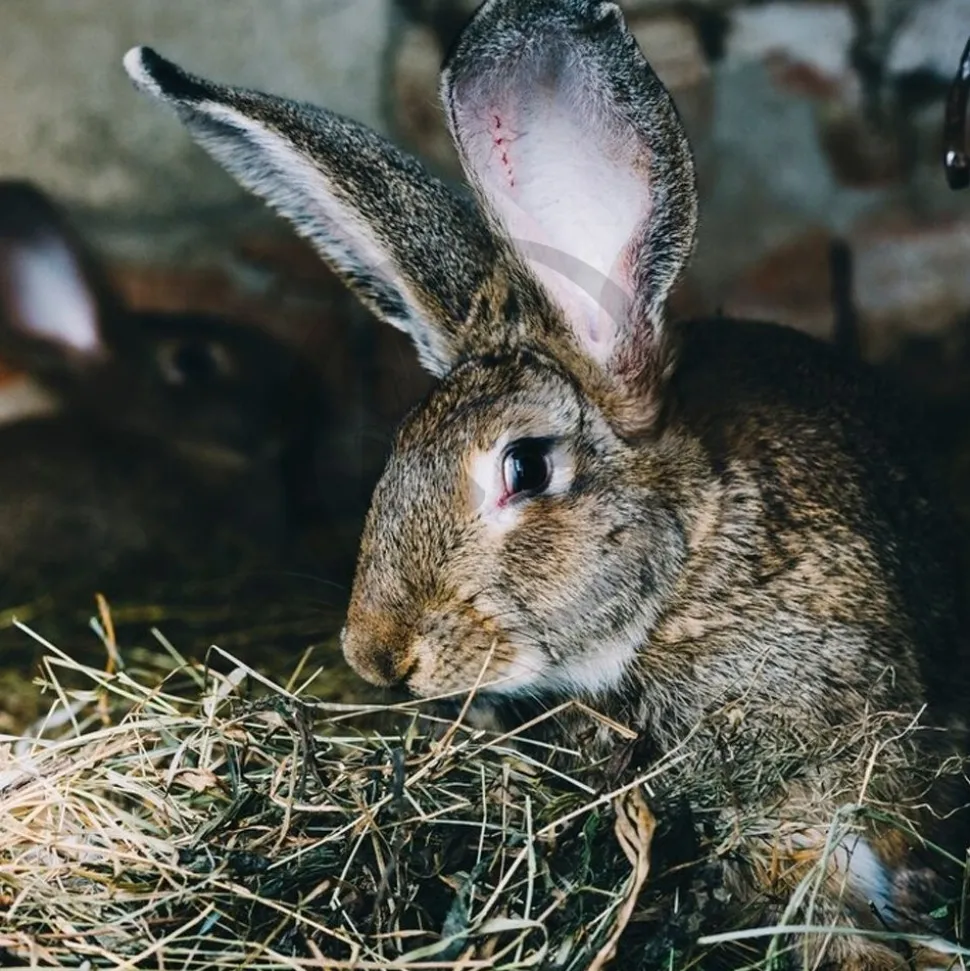 Kaytee Timothy Hay Plus Cranberries for Small Animals 24-oz