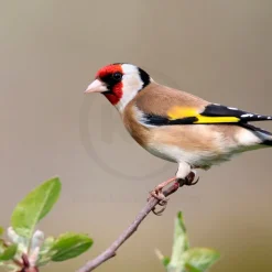 Kaytee Wild Finch Blend Wild Bird Food 3-lb