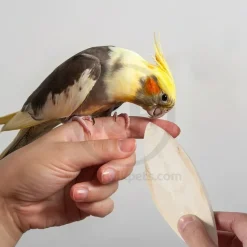 Living World Cuttlebone for Birds Large 6-7 in 2 Count