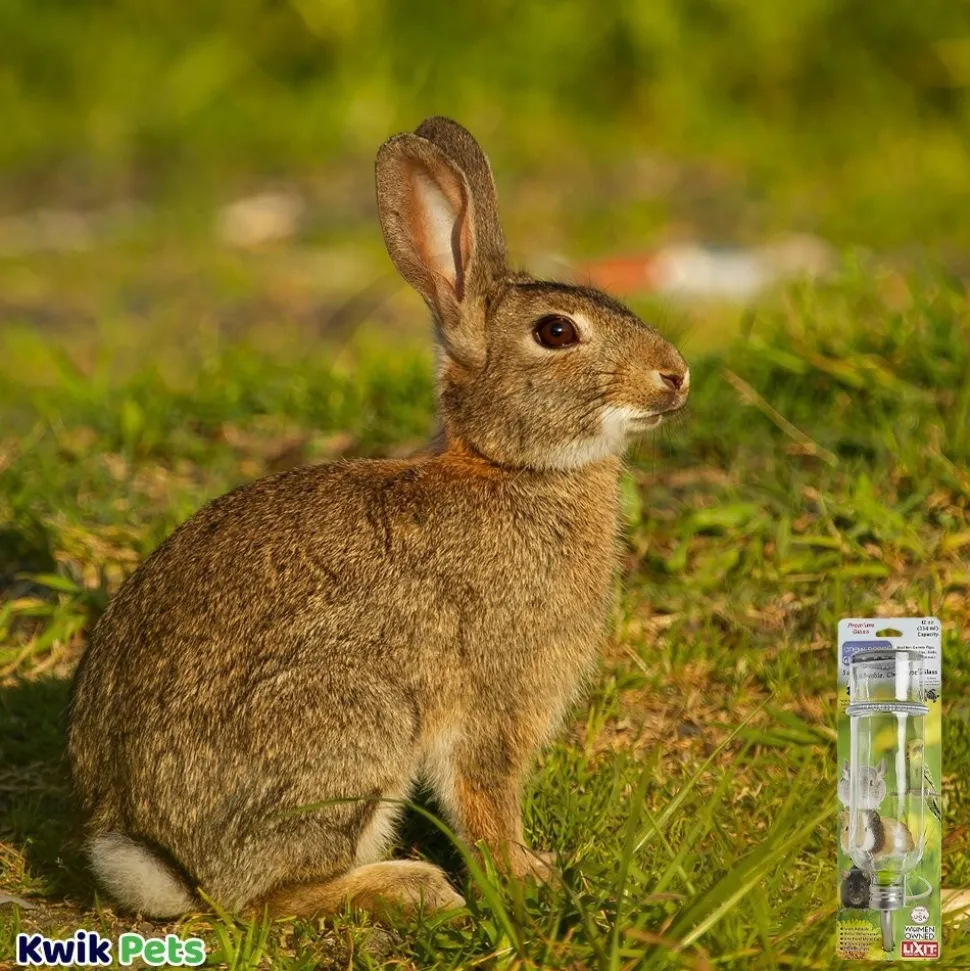 Lixit Chew Proof Glass Bottle for Small Animals Clear 12-oz