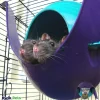 Lixit Critter Space Pod Small Animal House Purple & Blue Large