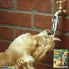 Lixit Dog Faucet Waterer Silver