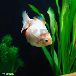 Mag-Float Floating Aquarium Acrylic Cleaner Large