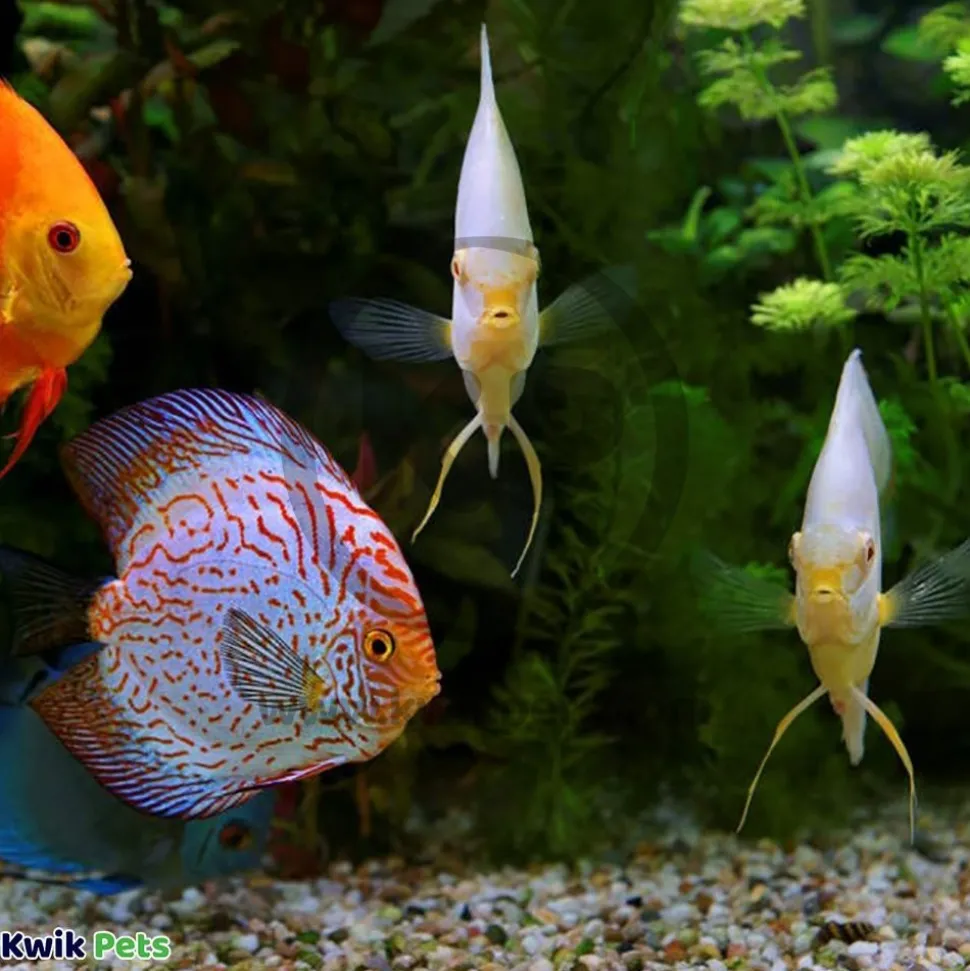 Mag-Float Floating Magnet Acrylic Aquarium Cleaner Medium