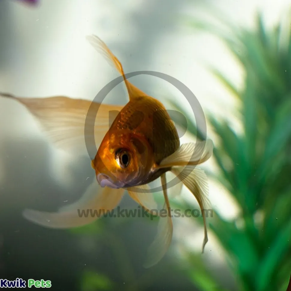 Mag-Float Floating Magnet Acrylic Aquarium Cleaner Large+