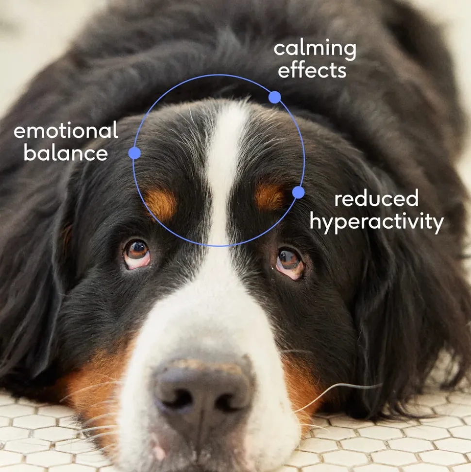 Native Pet Anxiety & Calming Chews Supplement for Dogs 30 Count
