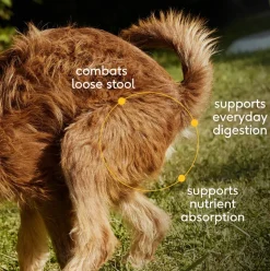 Native Pet Organic Pumpkin Fiber Powder Digestive Supplement for Dogs 8-oz