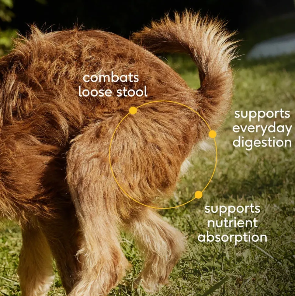 Native Pet Organic Pumpkin Fiber Powder Digestive Supplement for Dogs 8-oz