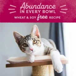 Natural Balance Pet Foods Original Ultra Broth Coated Dry Cat Food Chicken & Salmon 6-lb