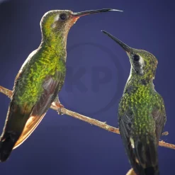 Oasis Vita Drops Multivitamin Supplement for Hummingbirds 2-oz