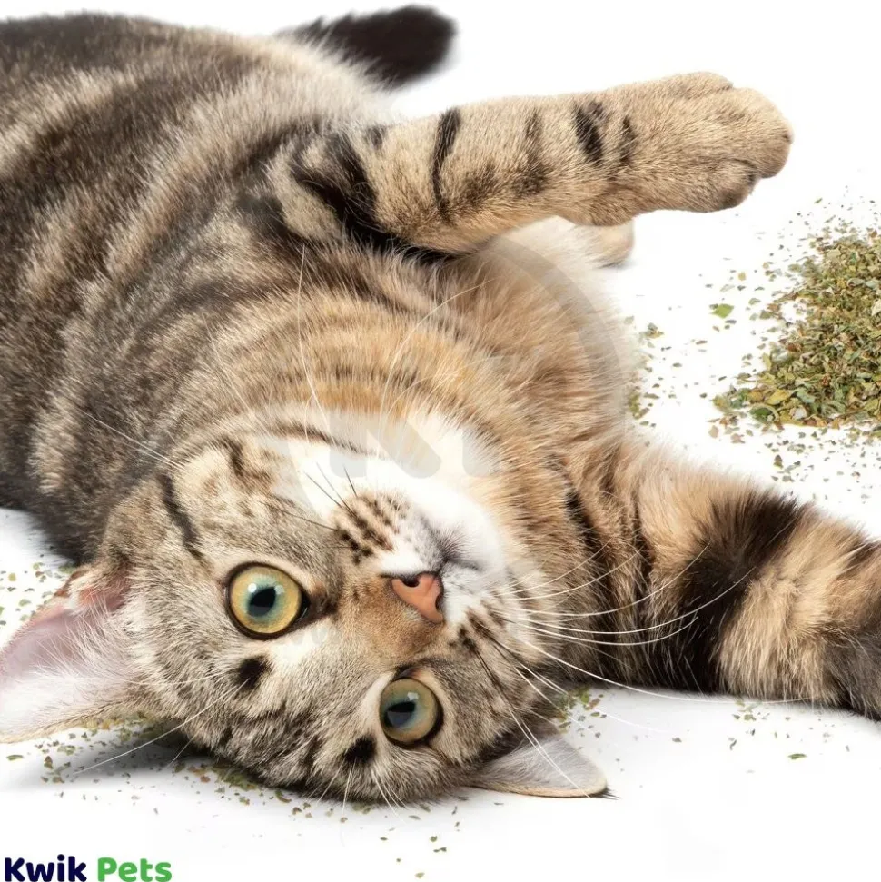 OurPets Cosmic 100% Natural Catnip Bag 0.5-oz