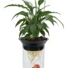 Penn-Plax Nature's Aqua-Ponics Planter Betta Bowl Aquarium Tank Kit for Plants & Fish