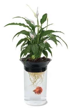 Penn-Plax Nature's Aqua-Ponics Planter Betta Bowl Aquarium Tank Kit for Plants & Fish