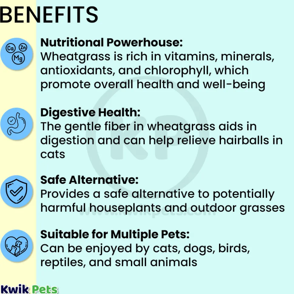 Pet Greens Garden Pet Grass Self-Grow Kit Organic Wheatgrass 3-oz