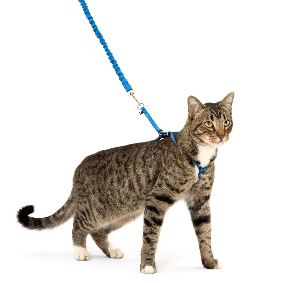 PetSafe Premier Come With Me Kitty Harness & Bungee Leash Combo Royal Blue/Navy Large