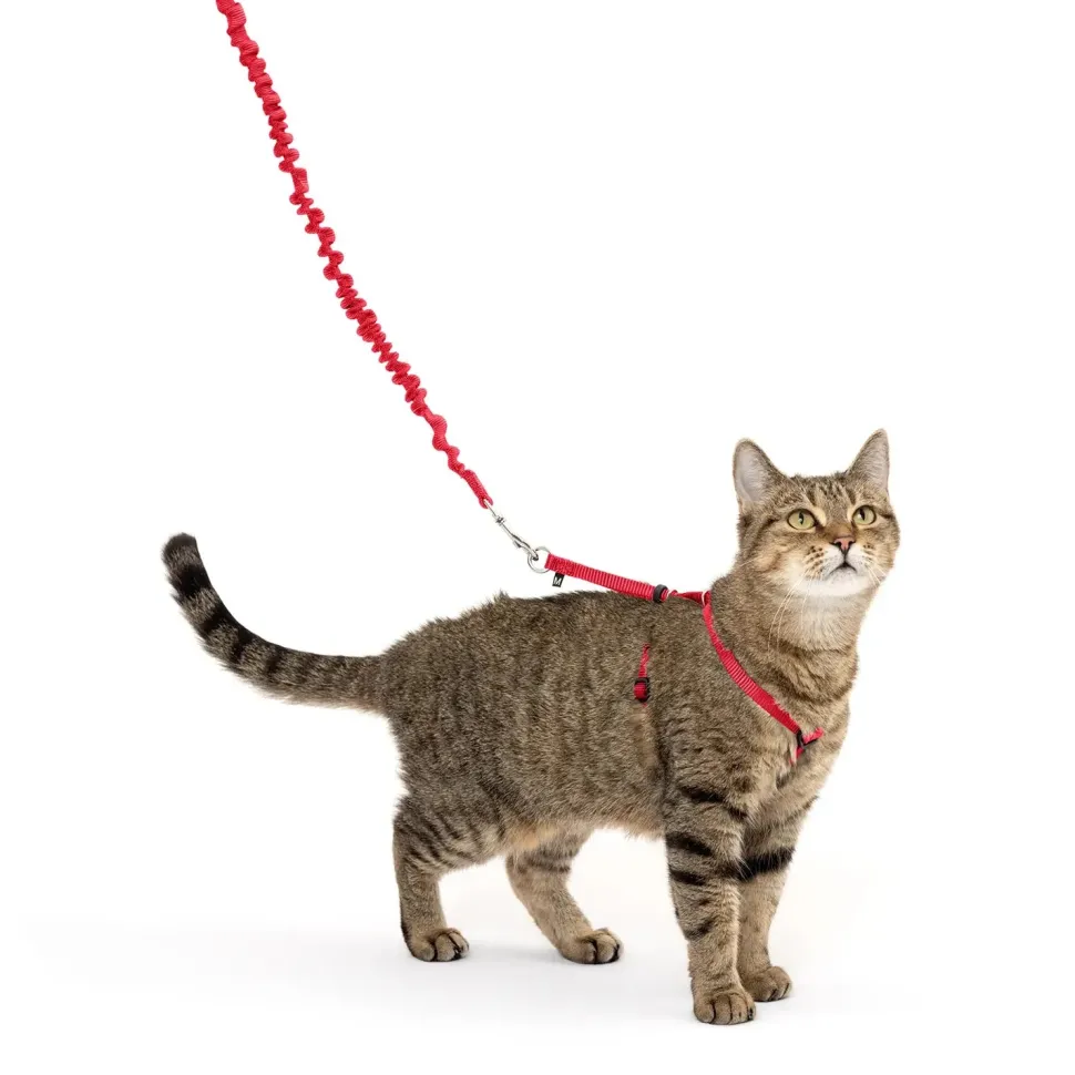 PetSafe Premier Come With Me Kitty Harness & Bungee Leash Combo Red/Cranberry Medium