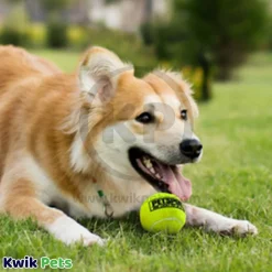 Petsport USA Tuff Ball Dog Toy Yellow 1.8-in
