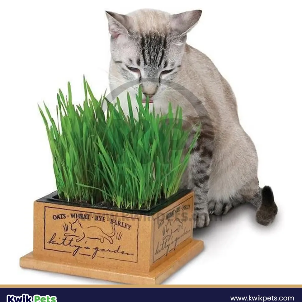Pioneer Pet SmartCat Kitty’s Garden Edible Cat Grass