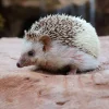 Pretty Bird Premium Hedgehog Maintenance Dry Food 3-lb