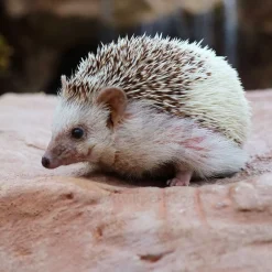 Pretty Bird Premium Hedgehog Maintenance Dry Food 3-lb