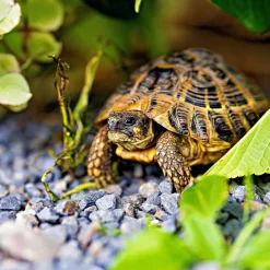 Pretty Bird Small Tortoise Dry Food 16-oz