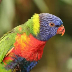 Pretty Bird Species Specific Lory Pelleted Bird Food 3-lb