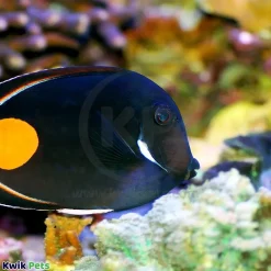 Salifert pH Profi-Test Kit for Aquarium 50 Tests
