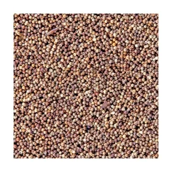 San Fransisco Bay Brand Brine Shrimp Eggs 6 gms