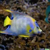 Sicce SYNCRA NANO Pump for Aquarium 110 GPH