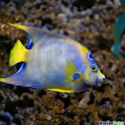 Sicce SYNCRA NANO Pump for Aquarium 110 GPH