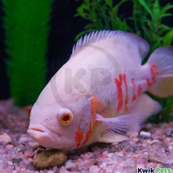 Sicce VOYAGER NANO Stream Pump for Aquarium 270 GPH