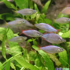 Sicce VOYAGER 4 Stream Pump for Aquarium 1600 GPH