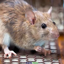 Tiny Friends Farm Reggie Rat & Mimi Mouse Tasty Mix Dry Food 2-lb