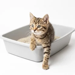 Van Ness Plastics Cat Litter Pan Assorted Medium