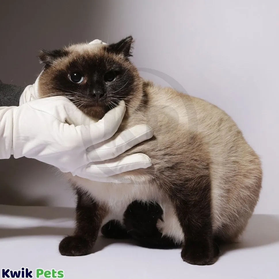 Vetericyn Plus Antimicrobial Feline Facial Therapy 2-oz