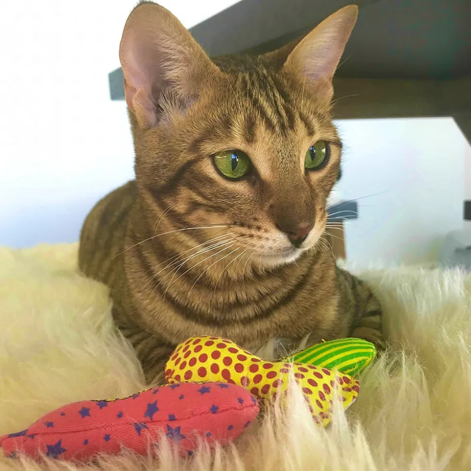 Yeowww! Stinkies Sardines Catnip Cat Toy Red & Blue 3-in
