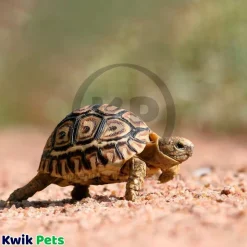 Zilla Land Turtle & Tortoise Extruded Food Pellets 6.5-oz