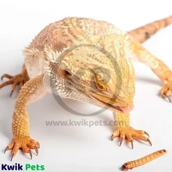 Zilla Mealworms Reptile Munchies 3.75-oz