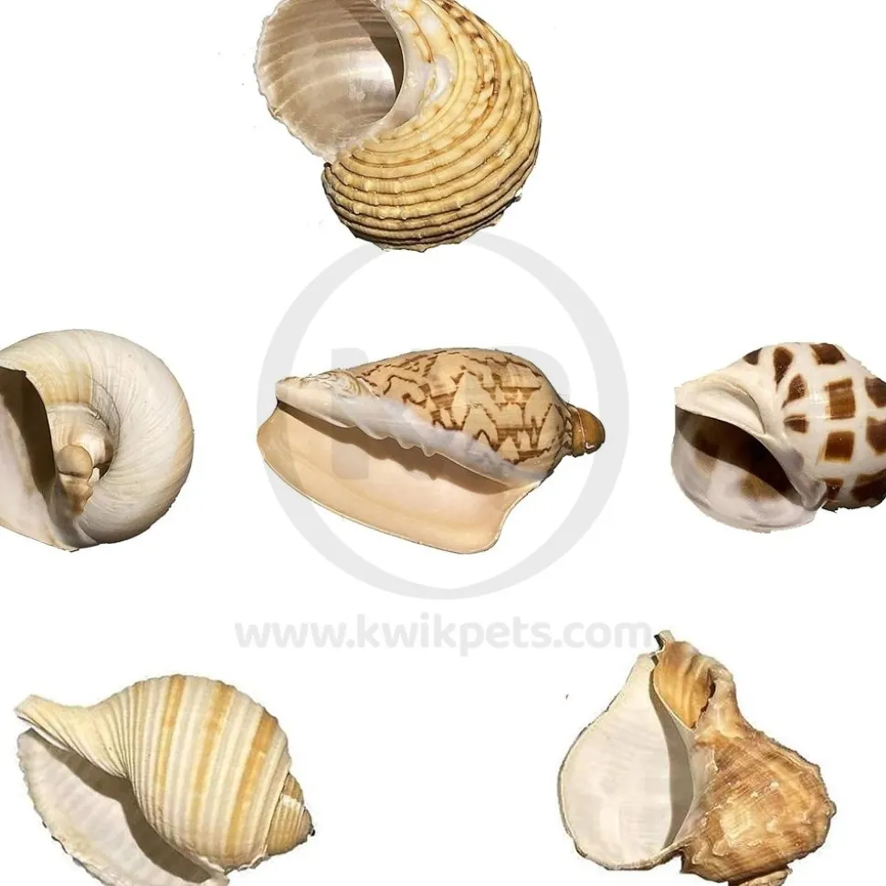 Zoo Med Hermit Crab Growth Shell Assorted Medium 2 Count