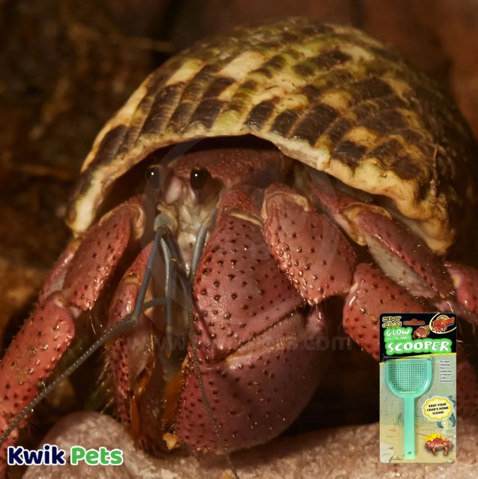 Zoo Med Hermit Crab Scooper Glow in the Dark