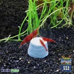 Zoo Med Nano Banquet Fish Feeding Block Mini 0.3-oz